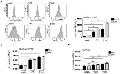 Notch Ligand Delta-Like 1 Is Associated With Loss of Vascular Endothelial Barrier Function